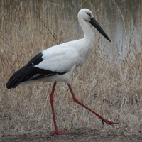 Oriental Stork